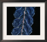 Buy Deep Sea Siphonophore, Hydrozoan Cnidarian, 2503 Ft, Gulf of Maine at AllPosters.com