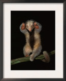 Buy Pygmy / Silky Anteater, South America at AllPosters.com