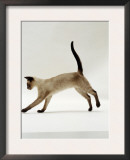 Domestic Cat, Seal-Point Siamese Juvenile Running Profile