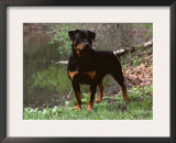 Rottweiler Dog in Woodland, USA