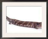 Blue Tongued Skink, Portrait