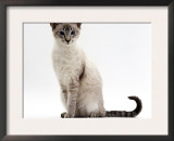 Domestic Cat, Blue Tabby-Point Siamese Male Sitting