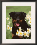 Rottweiler Dog Amongst Daffodils, USA
