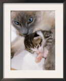 Domestic Cat, Cross Bred Tabby Kitten with Siamese Mother