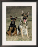 German Shepherd and Mixed Breed Dogs