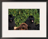 Domestic Dogs, Four Newfoundland Dogs Resting on Grass