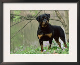 Rottweiler Dog in Woodland, USA