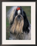 Shih Tzu Portrait with Hair Tied Up, Showing Length of Facial Hair