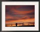 Cardon Cactus and Palm Tree Silhouette at Sunset, Baja California, Mexico
