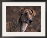 Magyar Agar / Hungarian Greyhound