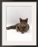 Domestic Cat, One-Year Blue Siamese Burmese Cross