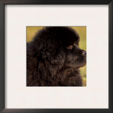 Profile Portrait of Young Black Newfoundland