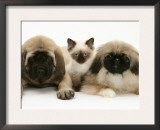 Pekingese and English Mastiff Puppies with Birman-Cross Kitten