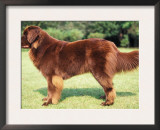 Brown Newfoundland Standing in Show Stack / Pose