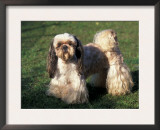 Shih Tzu Standing on Grass with Short Facial Hair and Showing Long Hair on Legs