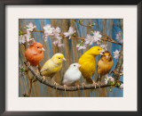 Five Canaries of Different Colours