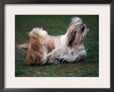 Shih Tzu Running