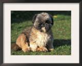 Shih Tzu Puppy Sitting on Grass