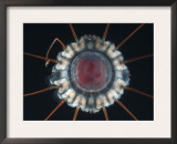 Buy (Periphylla Sp) Juvenile, Jellyfish, Deep Sea Atlantic Ocean at AllPosters.com