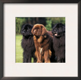 Domestic Dogs, Three Newfoundland Dogs Standing Together