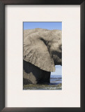 Two African Elephants Playing in River Chobe, Chobe National Park, Botswana
