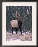 Elk Deer Stag in Snow, Jasper National Park, Canada