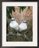 Rothschild's / Bali Mynah Birds (Leucopsar Rothschildi)