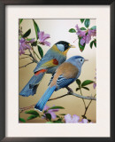 Silver-Eared Mesias (Leiothrix Argentauris), from Asia
