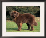 Brown Newfoundland Portrait