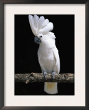 White or Umbrella Cockatoo