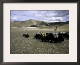 Buy Yaks, Tibet at AllPosters.com