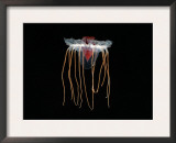 Buy (Periphylla Sp) Juvenile, Jellyfish, Deep Sea Atlantic Ocean at AllPosters.com