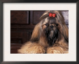 Shih Tzu Portrait with Hair Tied Up