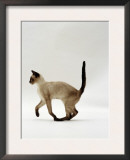 Domestic Cat, Seal Point Siamese Juvenile Running Profile