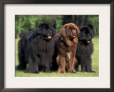 Domestic Dogs, Three Newfoundland Dogs Standing Together