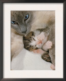 Domestic Cat, Stray Siamese Female with Single Kitten