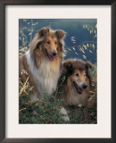 Two Shetland Sheepdogs Panting