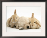 Golden Retriever Puppy Sleeping Between Two Young Sandy Lop Rabbits