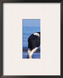 Landseer / Newfoundland Standing at the Beach