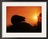 Hedgehog (Erinaceus Europaeus) Silhouette at Sunset, Poland, Europe