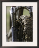 A Muddy Mountain Bike Tire, Mt. Bike