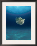 Buy Upsidedown Jellyfish (Cassiopeia Sp) Caribbean at AllPosters.com