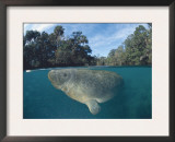Dwest Indian Manatee, Split Level, Homosassa River, Florida, USA