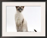 Domestic Cat, Blue Tabby-Point Siamese Male Sitting