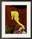 Golden Seahorse, Portraits, UK