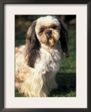Shih Tzu with Facial Hair Cut Short