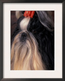 Shih Tzu with Hair Tied Up