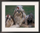 Domestic Dogs, Three Shih Tzus Sitting or Lying on Grass with Their Hair Tied Up
