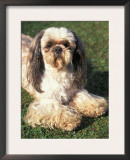 Shih Tzu Lying on Grass with Facial Hair Cut Short and Showing Hairy Paws