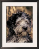 Pyrenean Sheepdog Puppy Portrait